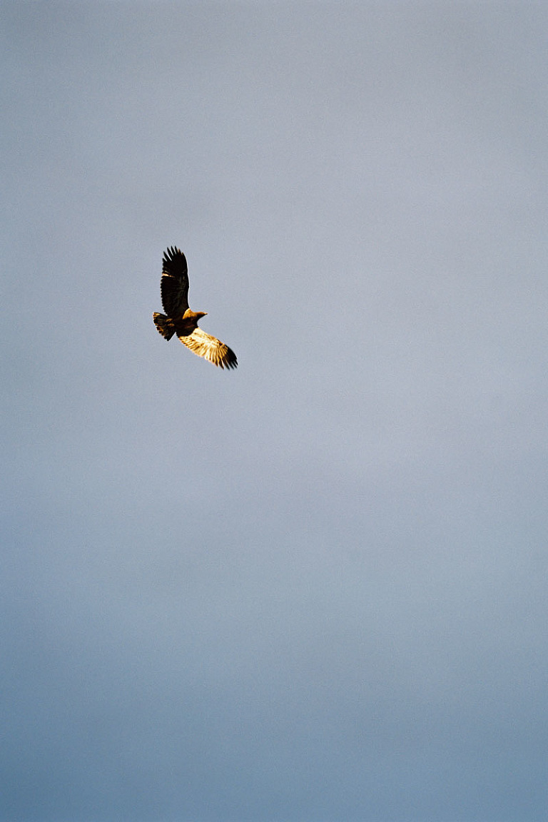 michigan bald eagle photography